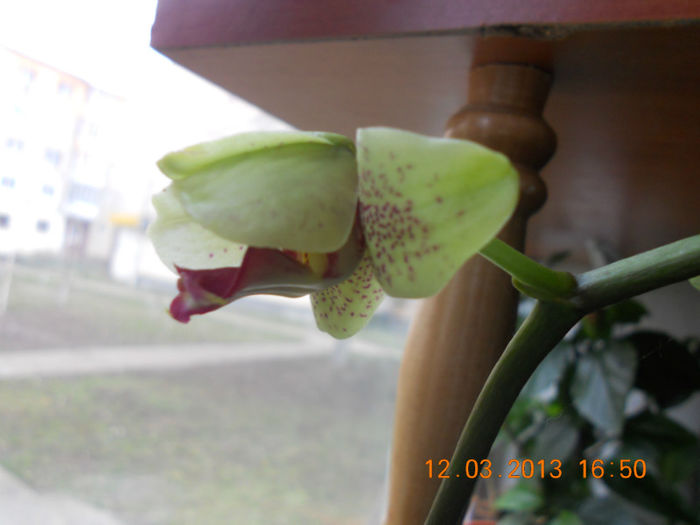 Infloresteeeeee!