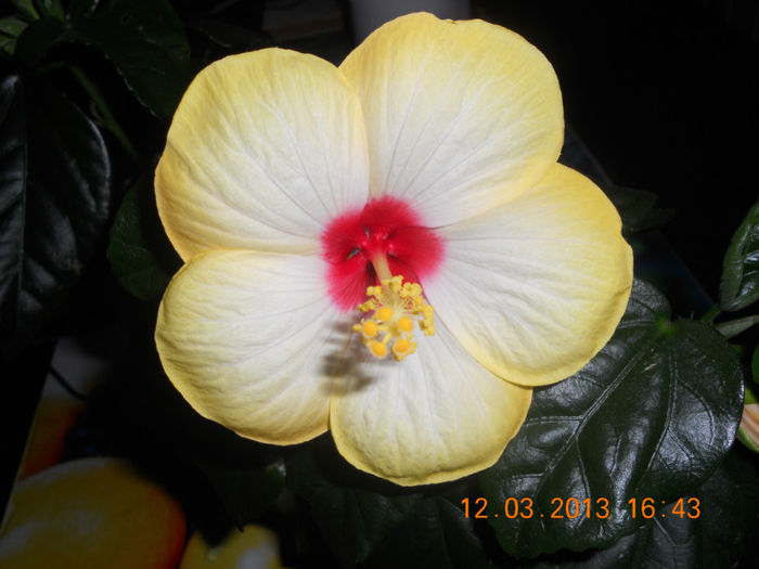 DSCN2764