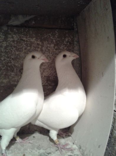 2013-03-06 18.42.03 - Pisti nu mai detin acesti porumbei