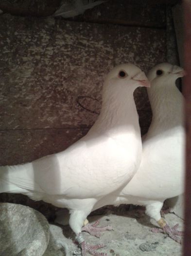 2013-03-06 18.42.12 - Pisti nu mai detin acesti porumbei