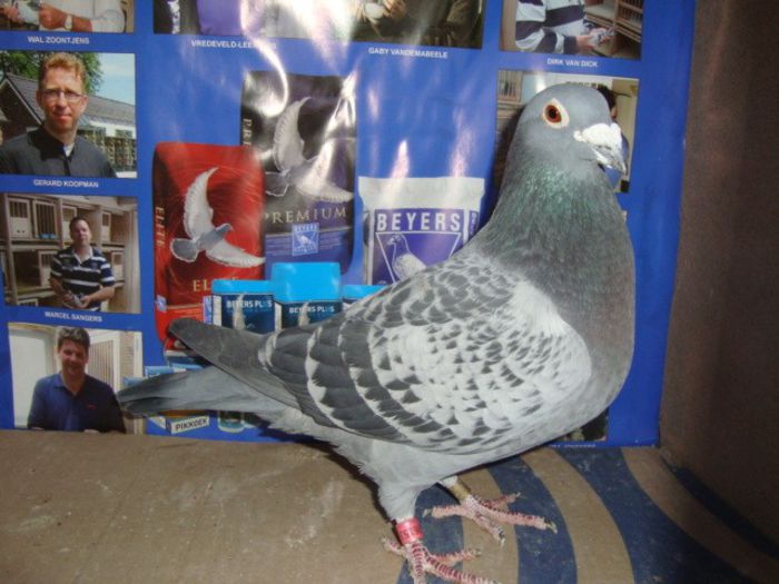 jos tone natural VANDUT