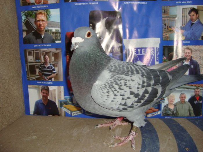 jos tone natural VANDUT