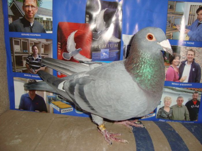 F MARC ROZENS +JANSEN vandut