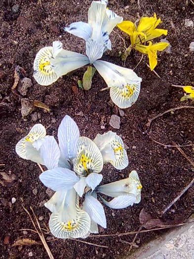 iris histroides