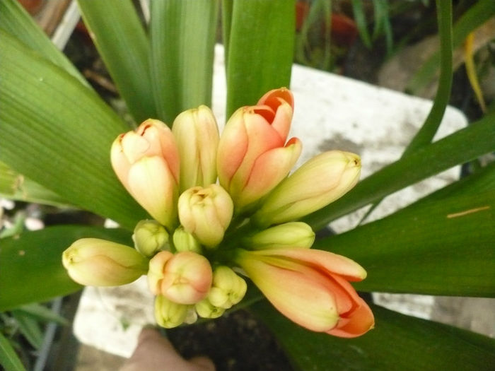 Clivia miniata 10.03.2013 - Clivia 2013