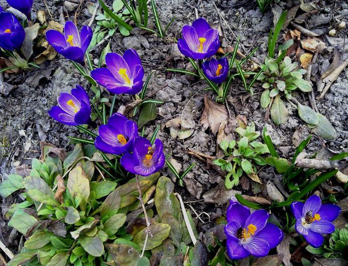 crocusi - PRIMAVARA 2013