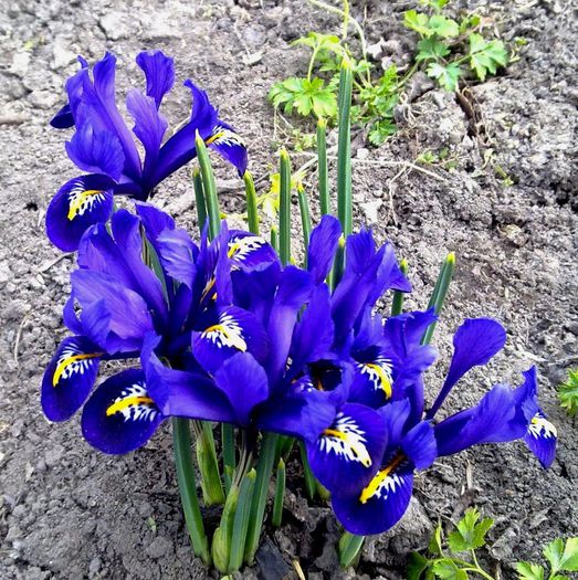 iris - PRIMAVARA 2013