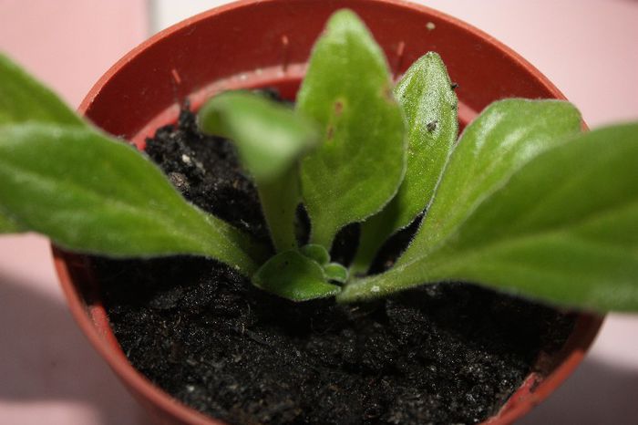 IMG_8973 - De la elluta