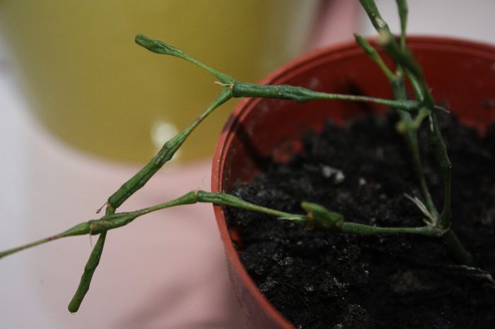 IMG_8976 - De la elluta