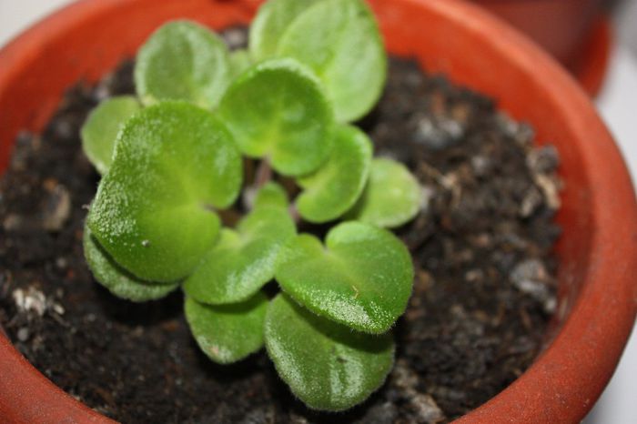 IMG_9002 - De la elluta