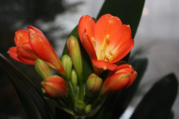 IMG_8950 - Flori de la iubi