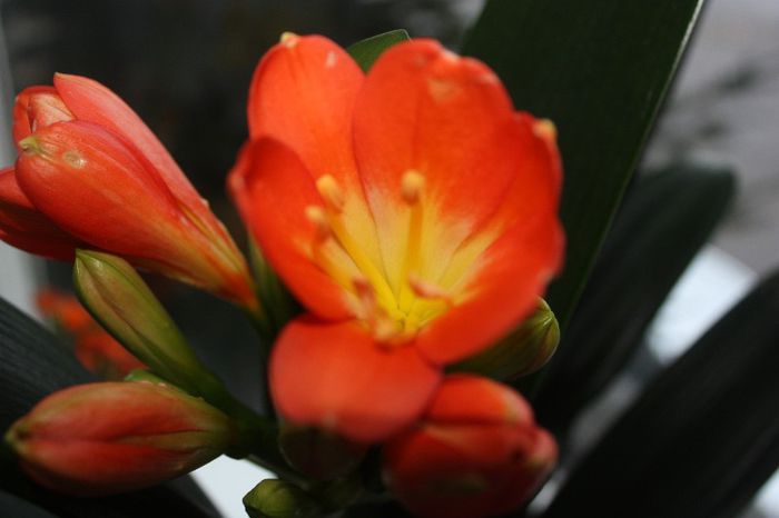 IMG_8951 - Flori de la iubi