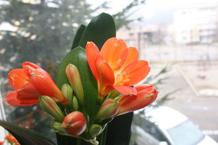 IMG_8957 - Flori de la iubi