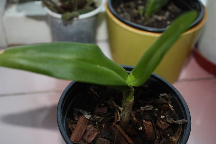 IMG_8984 - De la elluta