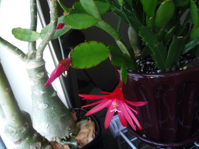 12 martie 2013 - 2013 Cactusi Suculente
