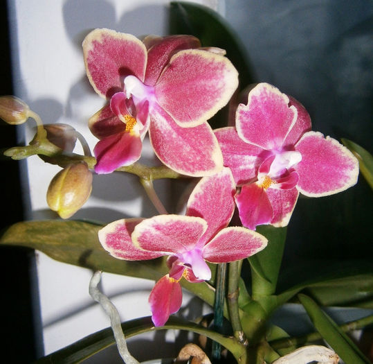 P3130027 - Reinfloriri orhidee 2013
