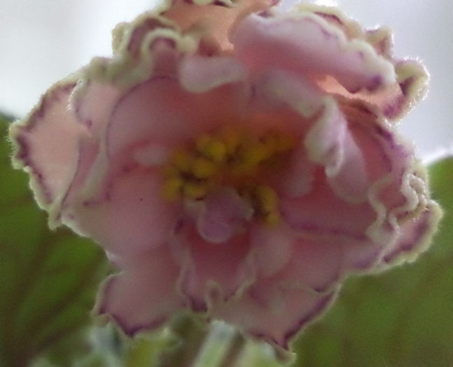 Looking Glass - violete 2013