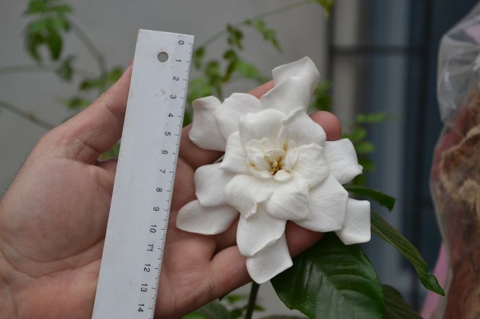 DSC_0763 - Gardenia - Jasminoidis floare mare altoita