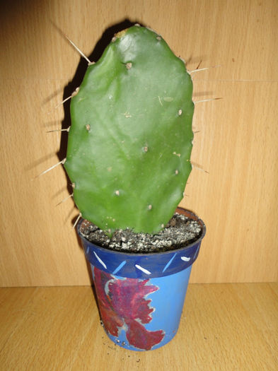 Opuntia - Cactusi si suculente