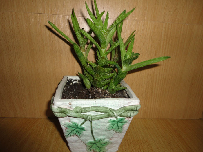 Haworthia Squarrosa - Cactusi si suculente