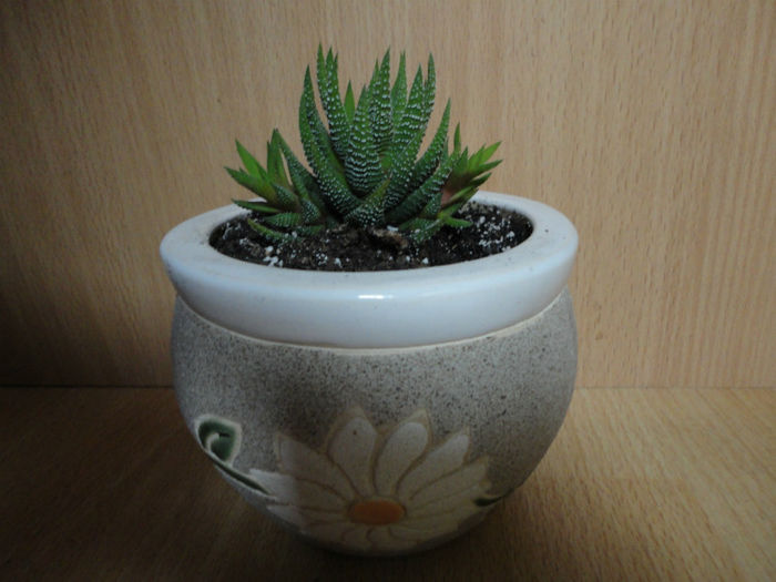 Haworthia Attenuata -decedat - Cactusi si suculente