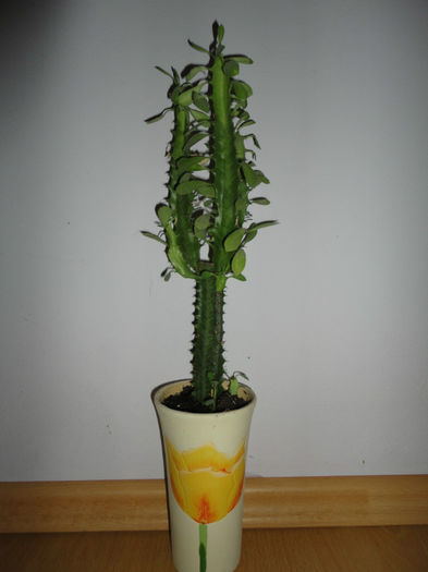 Euphorbia Trigona - Cactusi si suculente
