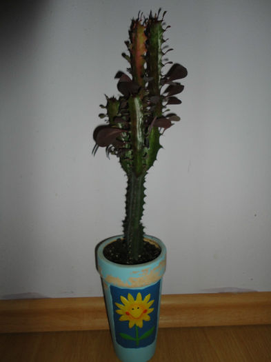 Euphorbia Trigona Rubra