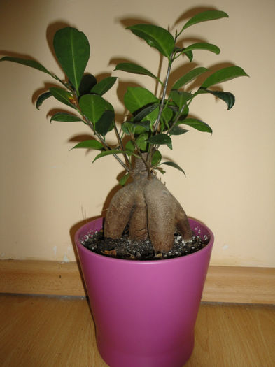 Ficus Microcar / Ginseng - Alte plante