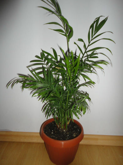 Areca - Alte plante