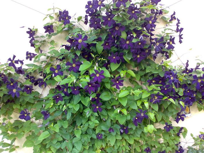 clematis romantika - 2013 achizitii primavara