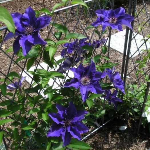 clematis_president