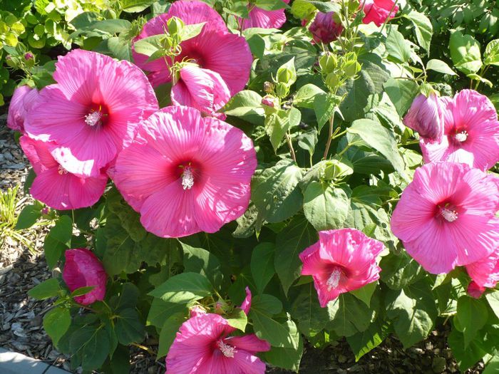 hibiscus moscheutos 2 - 2013 achizitii primavara