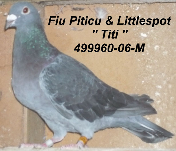 2006.499960- litt - 1-Matca-2013