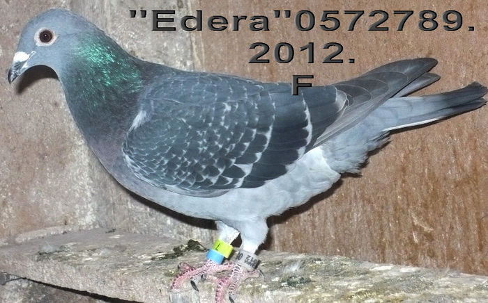 2012.0572789 EDERA