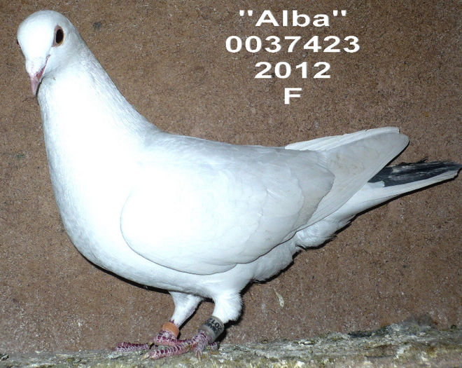 2012.003756 F-alba