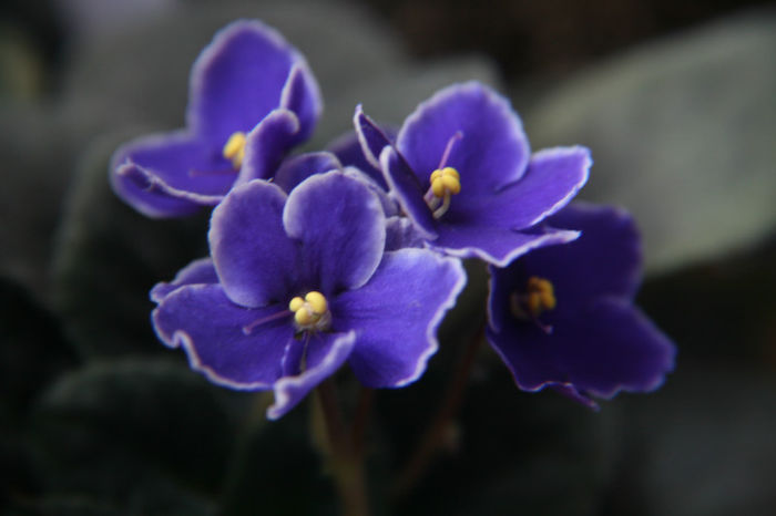 Mov cu margine alba - Violete