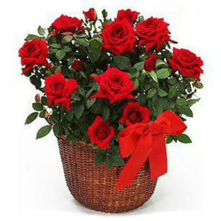 561938_437511149641219_413641849_n - aranjamente florale