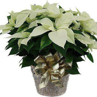 577802_462733900452277_1366684883_n - aranjamente florale
