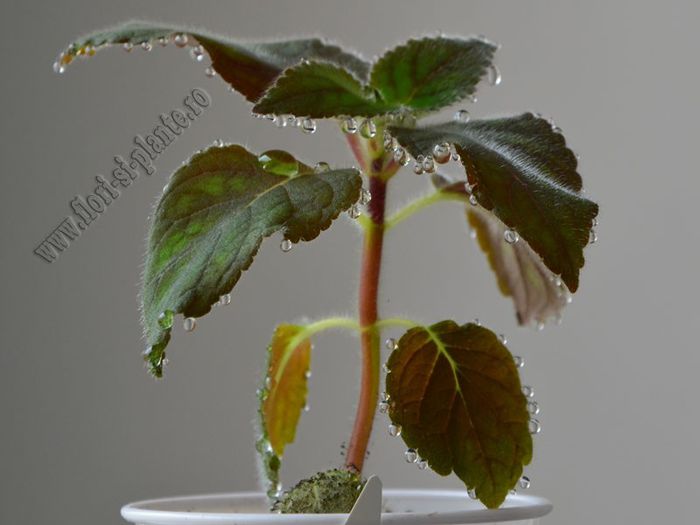 Kohleria Yf s Sweet and Fresh