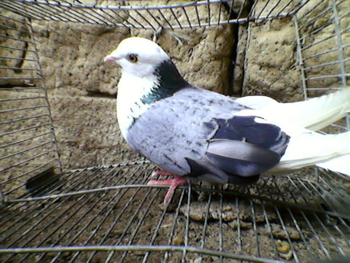 Ady91-0002