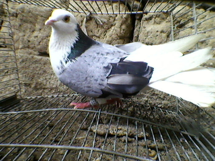 Ady91-0004