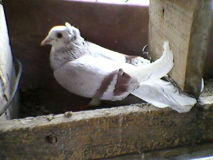 Ady91-0030