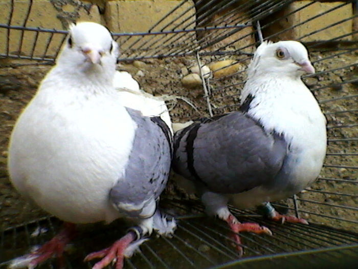 Ady91-0060