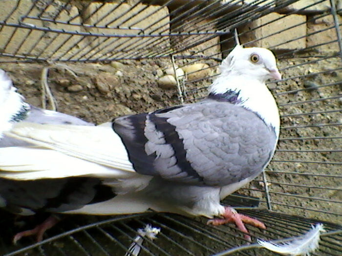 Ady91-0068