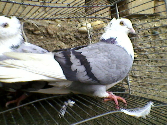 Ady91-0069