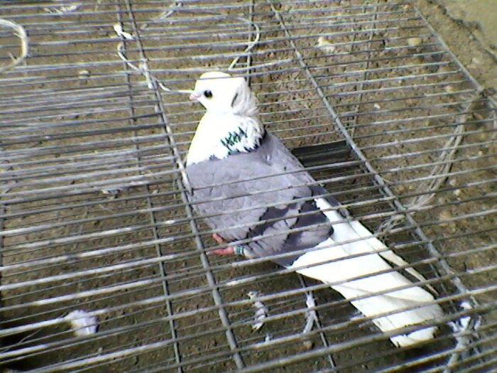 Ady91-0074