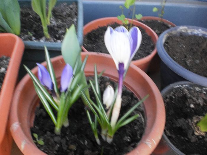 P1010756 - crocusi 2013