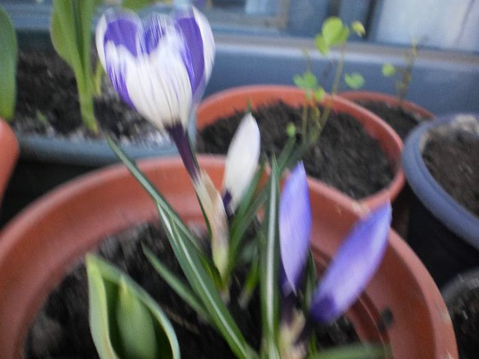 P1010754 - crocusi 2013