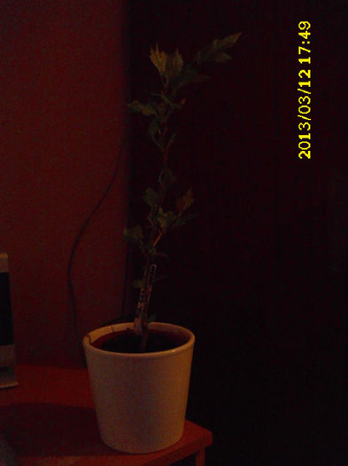 DSCI0670 - plante 2013