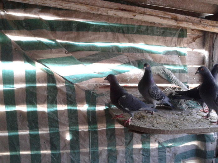 2012-03-10 11.58.45 - Porumbei 2012